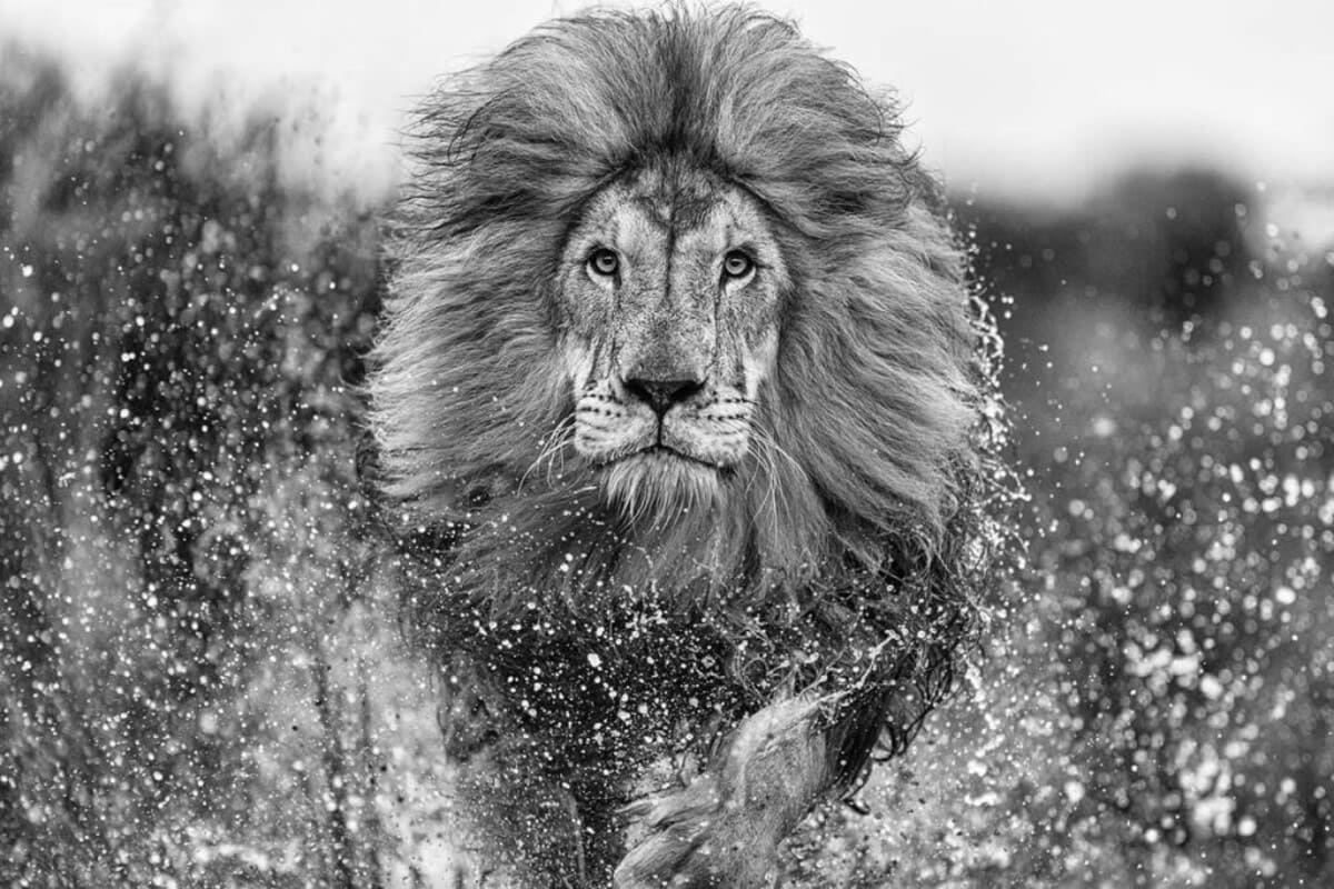 Лев / © David Yarrow
