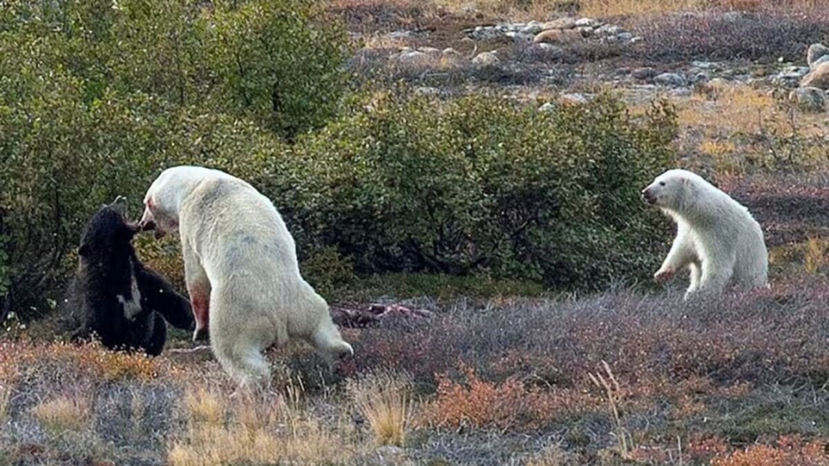 В Канаде запечатлели уникальную схватку белого и черного медведей / © Jon Sigurdsson