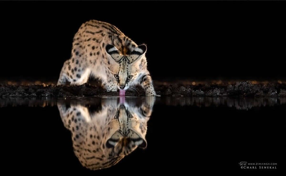 Африканский дикий кот / © Charl Senekal