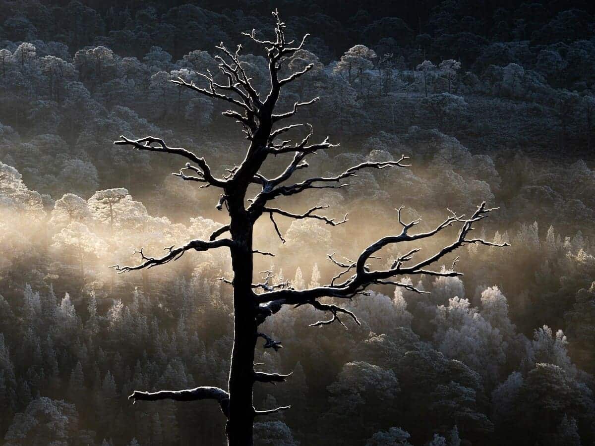 Победитель в категории «Лес» / © Kenny Muir