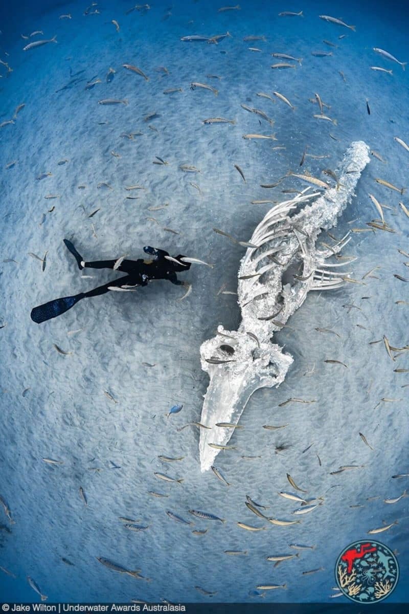 Победитель в категории «Портфолио» за серию фотографий, сделанных на рифе Нингалу, Австралия / © Jake Wilton