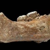 Челюсть денисовца