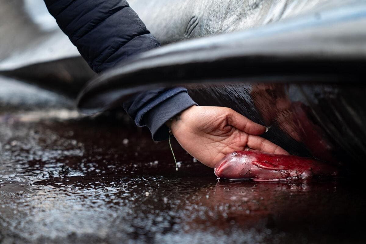 Победитель в категории «Охрана среды: воздействие человека». Безжизненный детеныш длинноплавниковой гринды или черного дельфина рядом с телом матери на Фарерских островах / © Hugo Bret 
