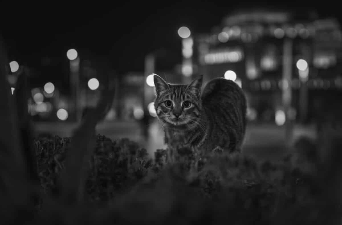 Победитель в категории «Документальная съемка» / © Emma Boyle