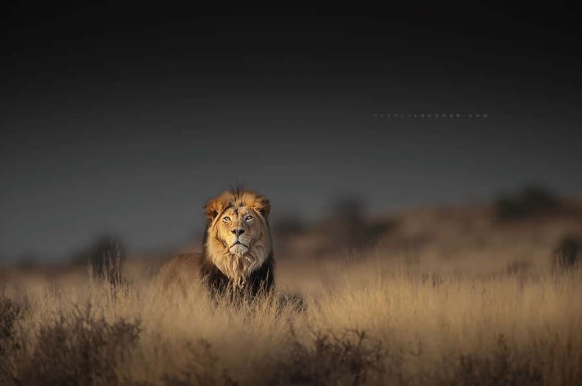 Лев / © Hannes Lochner