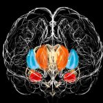 Базальные ядра: нейробиология привычек