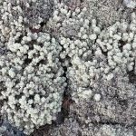 Лишайник — убогая нищета растительности или невероятная загадка природы?