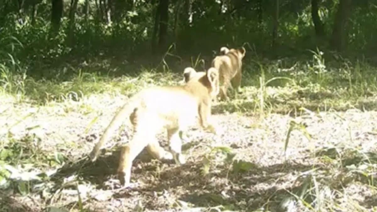 В африканском парке Баминги-Бангоран впервые за десятилетия заметили львят / © WCS
