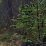 Как устроен лес?