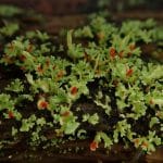 Симбиоз лишайников