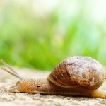 Ученая предупредила об опасности улиточной терапии
