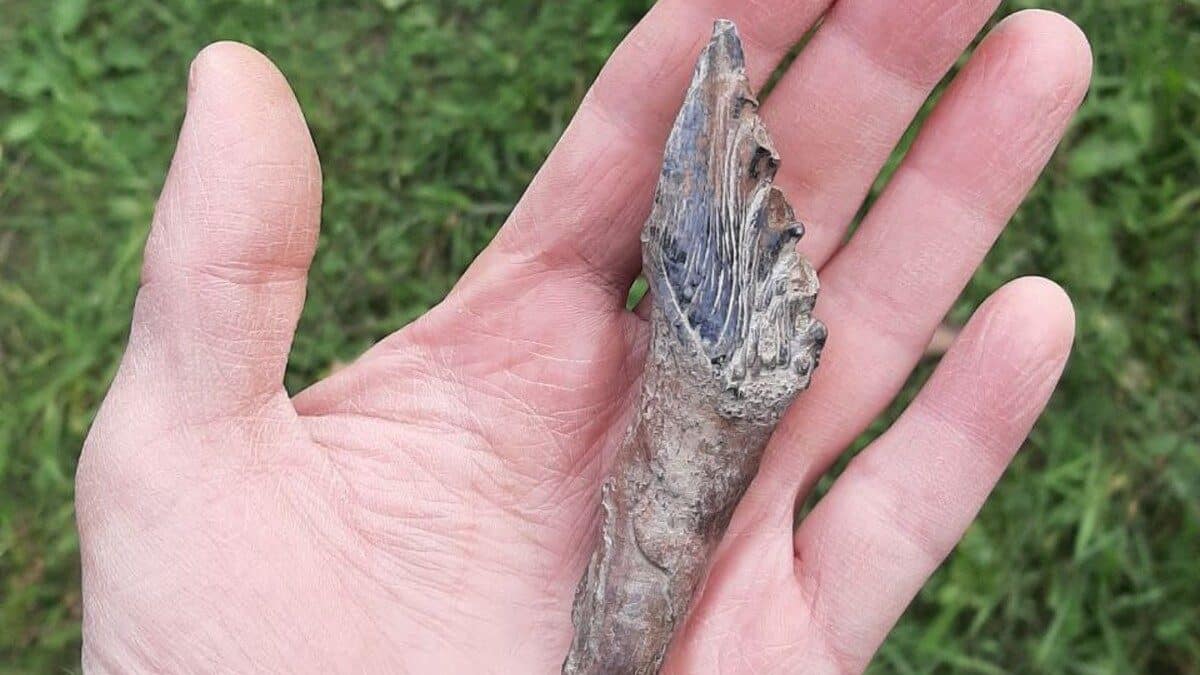 Российские палеонтологи впервые обнаружили базилозавра на Урале