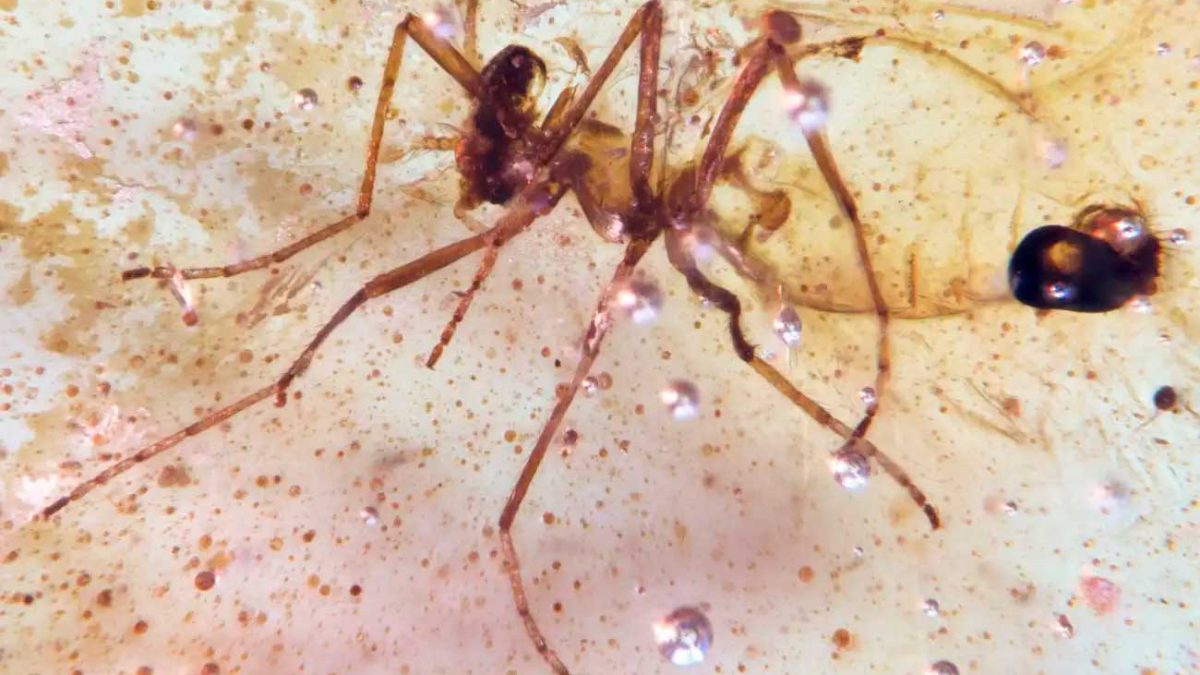 В Южной Америке впервые обнаружили янтарь с насекомыми времен динозавров