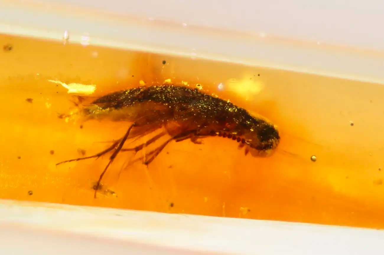 Tenebrionoidea
