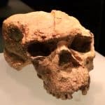 Антропологи предложили переписать всю историю человечества за последний миллион лет