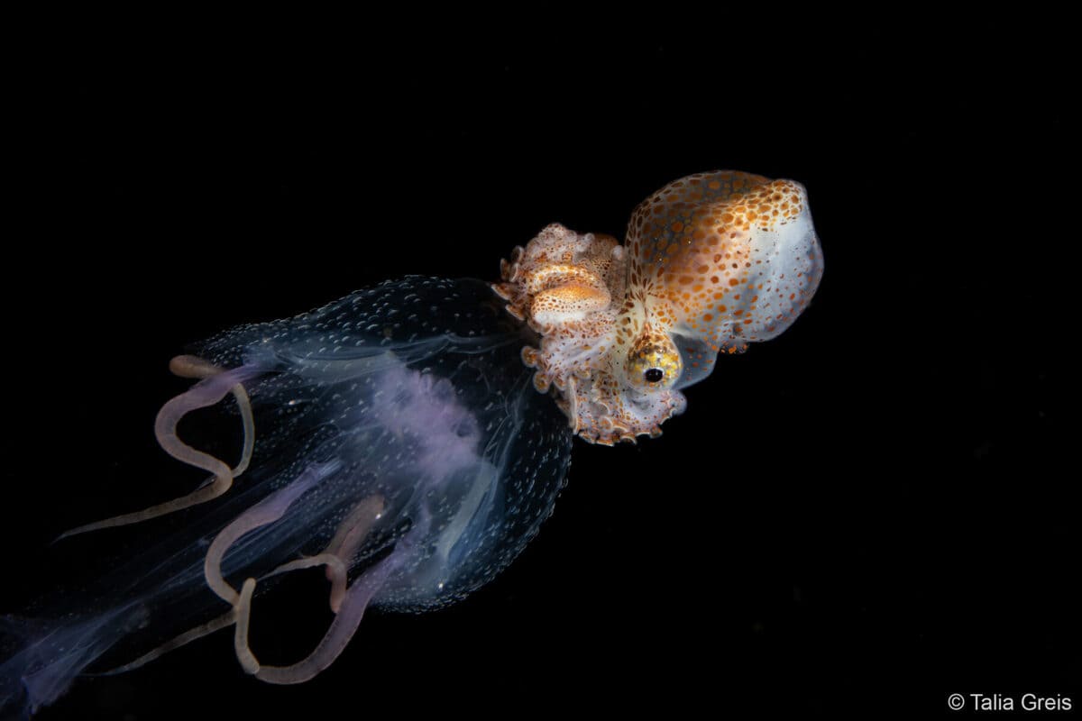 Победитель в номинации «Макросъемка»: Argonauta sp. и медуза (Pelagia noctiluca) / © Talia Greis