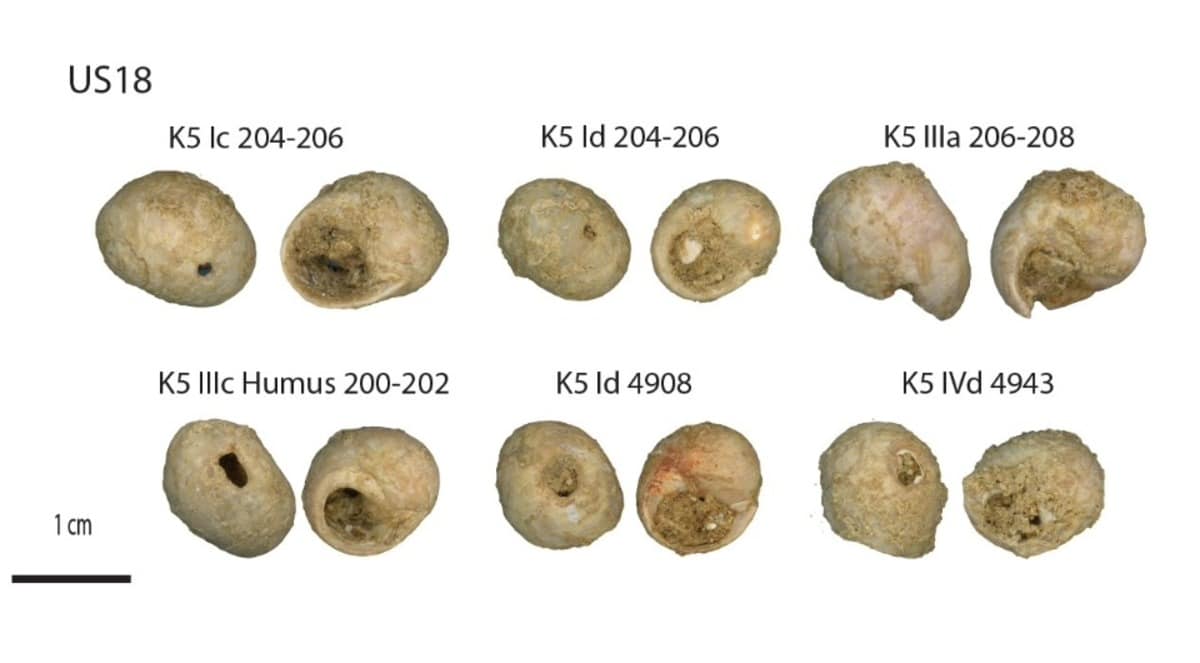 Проколотые раковины Littorina obtusata, обнаруженные вместе с шательперонскими каменными орудиями / © National Academy of Sciences