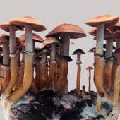Псилоцибе кубинское (Psilocybe cubensis) растет по всему миру, предпочитает влажные плодородные почвы и содержит псилоцибин / © Felix Blei, Leibniz-HKI