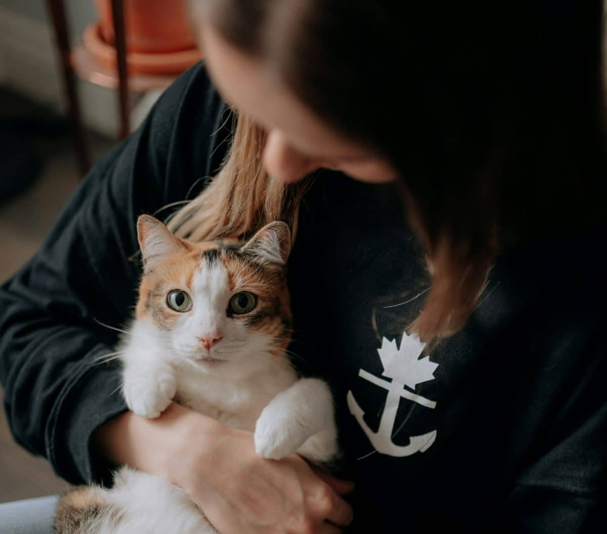 кошка на руках