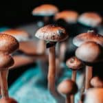 Психоделик из галлюциногенных грибов усугубил «послеродовую депрессию» у мышей