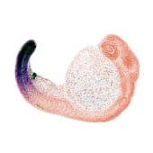 Экспрессия гена Hox13 в эмбрионе рыбки данио-рерио. / © Nature (2025). DOI: 10.1038/s41586-025-09548-0