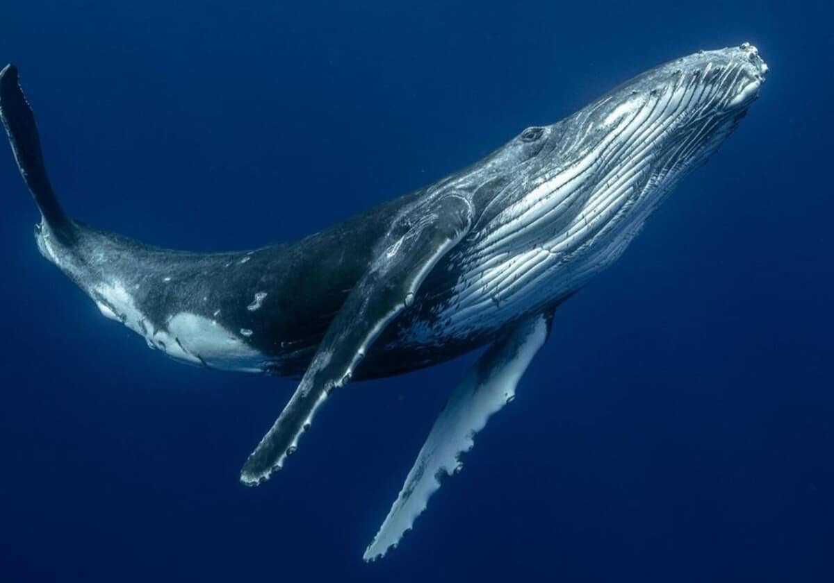 Горбатый кит / © Karim Iliya, New Scientist