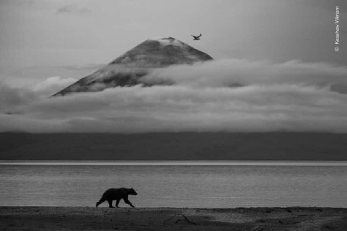 Дух Камчатки (Essence of Kamchatka) / © Kesshav Vikram / Natural History Museum