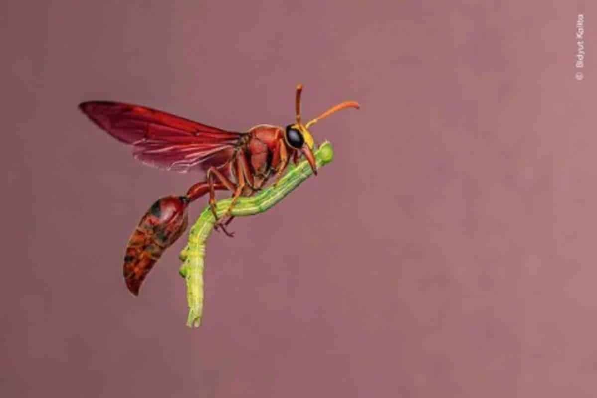 Специальная доставка (Special Delivery) / © Bidyut Kalita / Natural History Museum