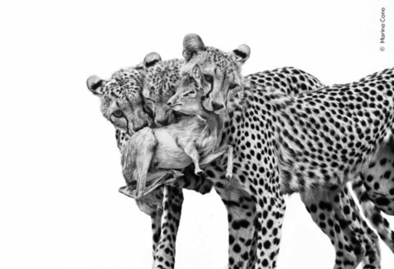 Смертельный урок (Deadly Lesson) / © Marina Cano / Natural History Museum