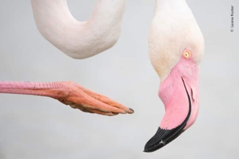 Розовая поза (Pink Pose) / © Leana Kuster / Natural History Museum