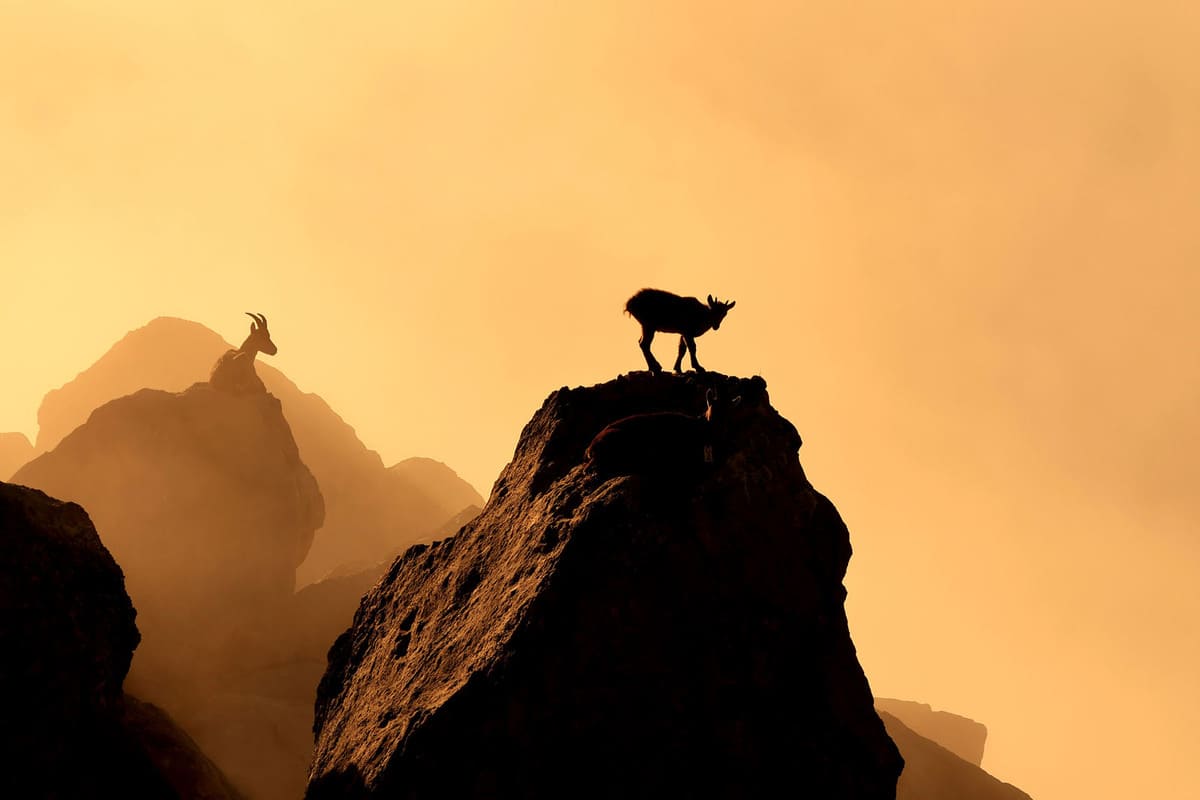 Победитель в категории  «Молодой фотограф природы до 14 лет»: «На рассвете» / © Lubin Godin