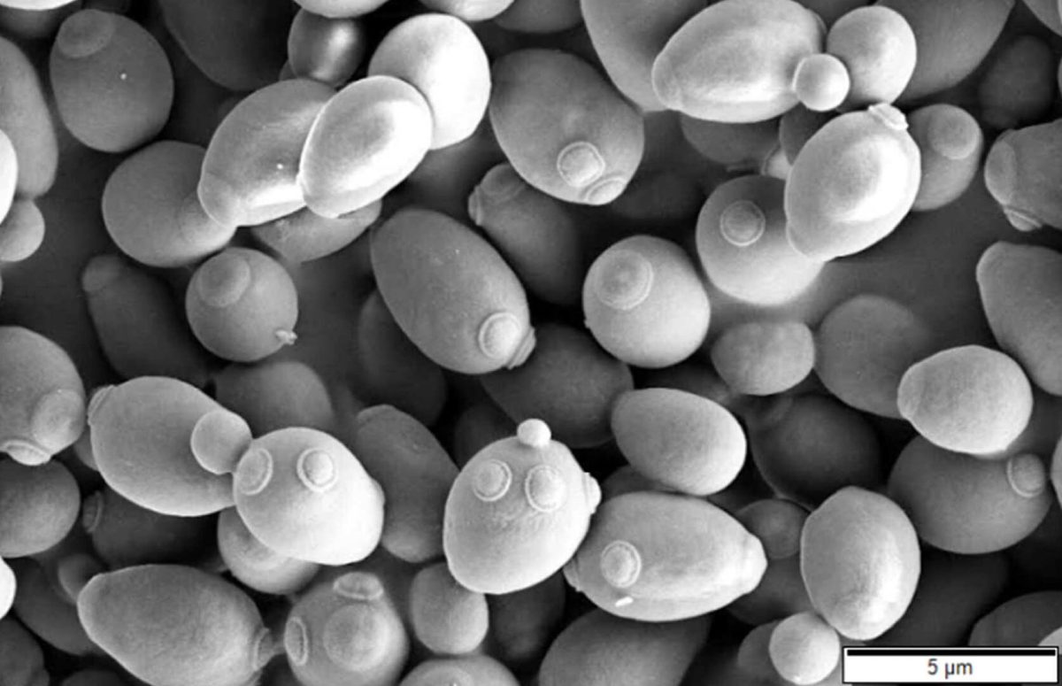 Дрожжи Saccharomyces cerevisiae