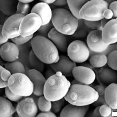 Дрожжи Saccharomyces cerevisiae