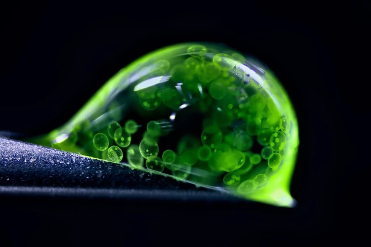 Снимок, занявший второе место: водоросли (Volvox) в капле воды / © Dr Jan Rosenboom