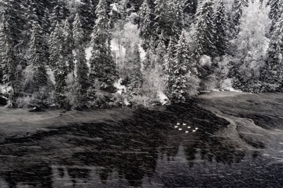 Победитель в категории «Птицы»: «Лебединое озеро» / © Terje Kolaas