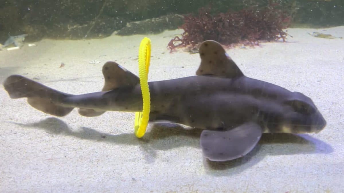 Акулам и скатам понравилось играть с игрушками