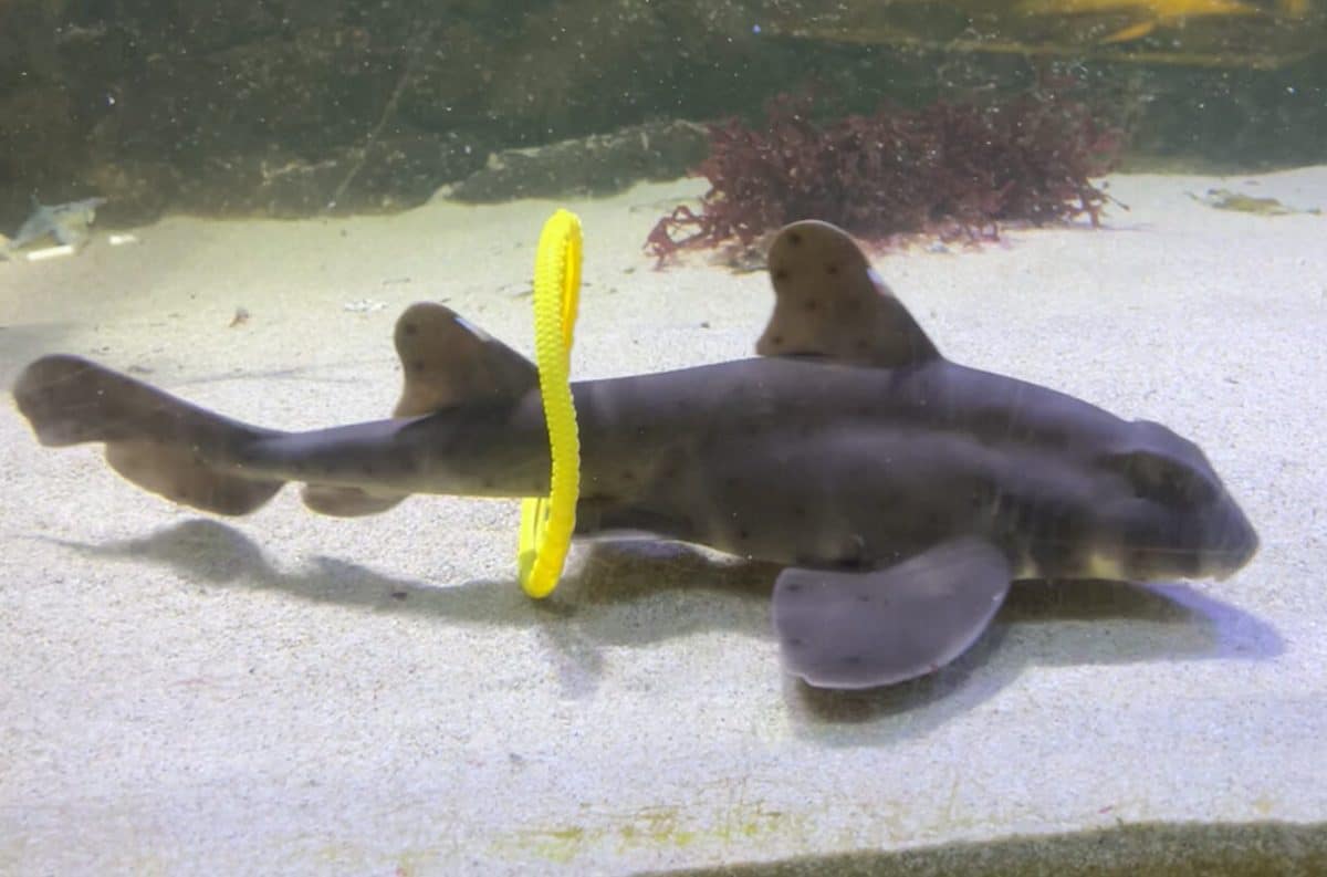 акула с игрушкой