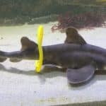 Акулам и скатам понравилось играть с игрушками