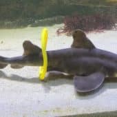 акула с игрушкой