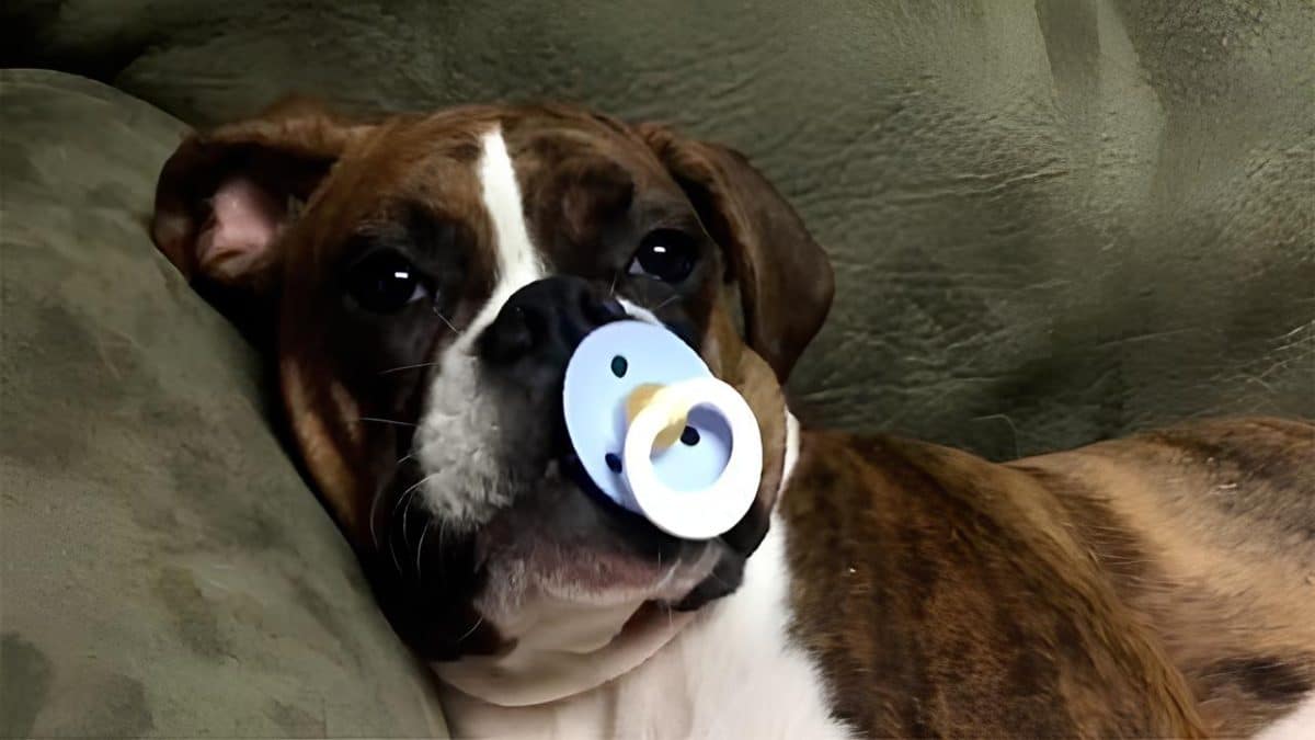 Забота о здоровье домашних животных может приносить им больше страданий, чем пользы