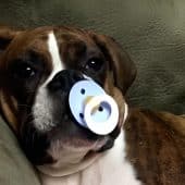 Забота о здоровье домашних животных может приносить им больше страданий, чем пользы