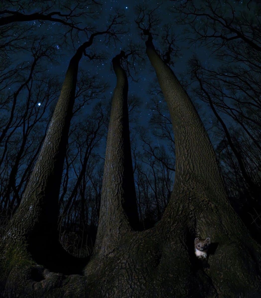 Финалист в категории «Млекопитающие»: «Ночной охотник» / © Csaba Daroczi