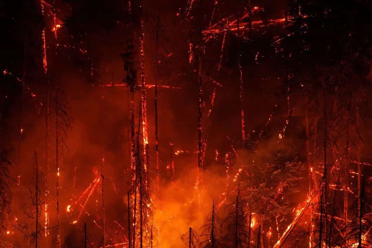 Победитель в категории «Растения и грибы»: «Инферно» / © Tobias Richter