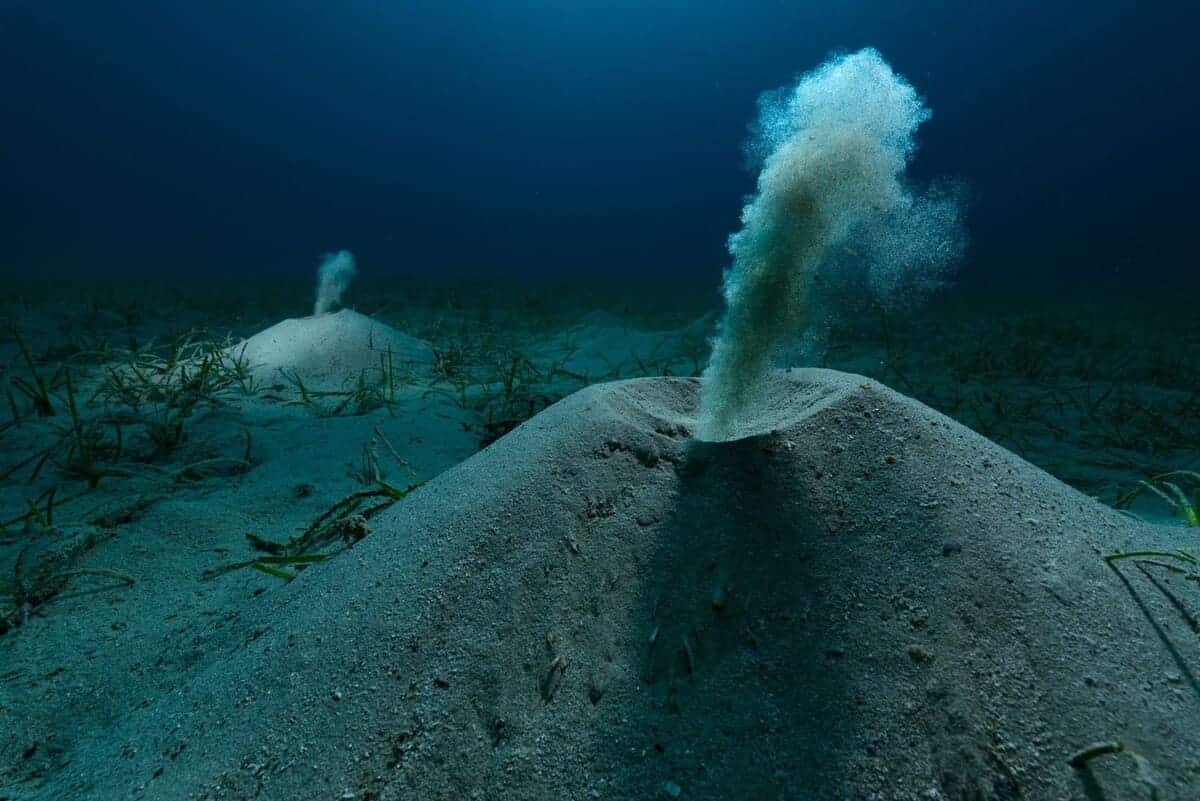 Победитель в категории «Подводный мир»: «Невоспетые герои» / © Angel Fitor