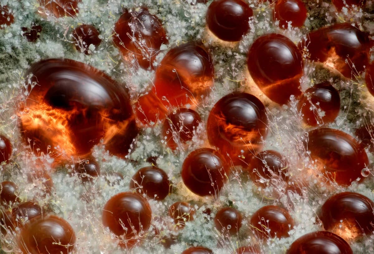 Снимок, занявший девятое место: гриб Talaromyces purpureogenus / © Wim van Egmond