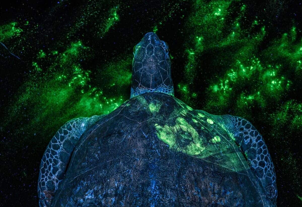 Победитель в категории «Человек и природа»: «Криминалистика» / © Britta Jaschinski