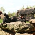 Прогулка по зоопарку в Гелсенкирхене (Германия)