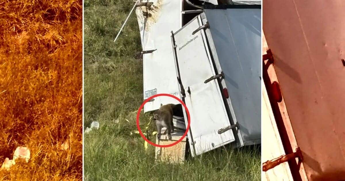 В США зафиксировали побег лабораторных приматов, возможно, зараженных опасными патогенами / © Jasper County Sheriff's Department