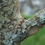 Симбиоз лишайников: целая вселенная на заборе
