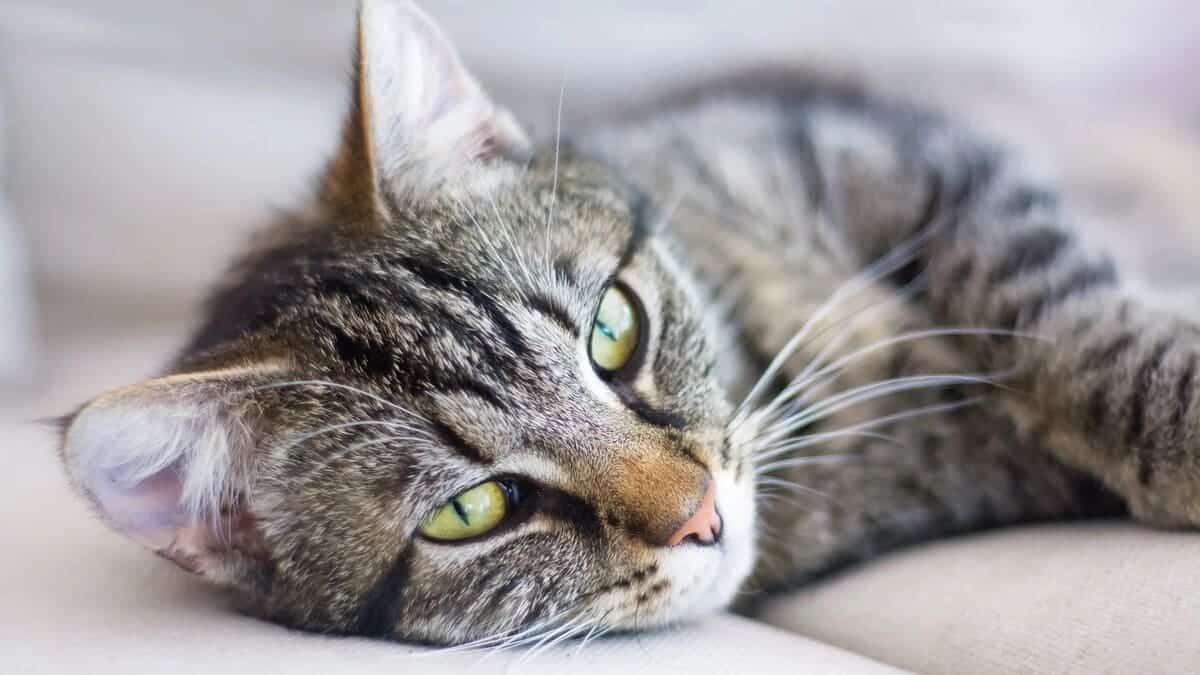 Домашняя кошка / © DepositPhotos